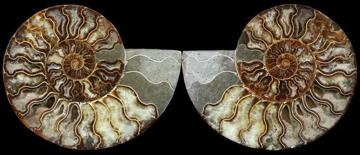 Cut & Polished Ammonite Fossil - Agatized #49907